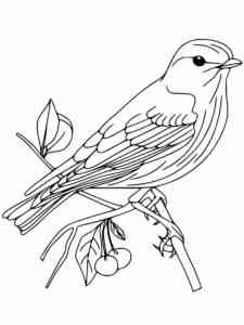 Bluebird 3 coloring page
