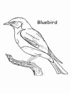 Nevada Mountain Bluebird coloring page