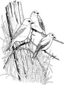 Bluebird 8 coloring page