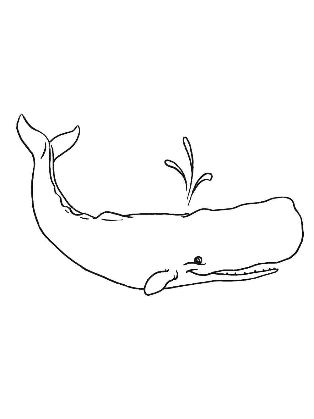 Sperm Whale or Cachalot coloring page