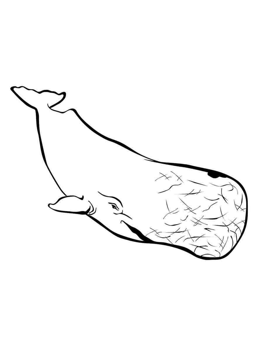 Cachalot 5 coloring page