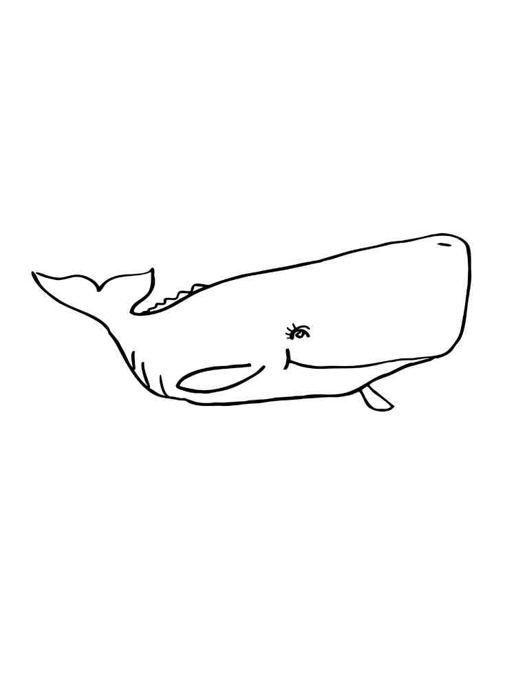 Cachalot 9 coloring page