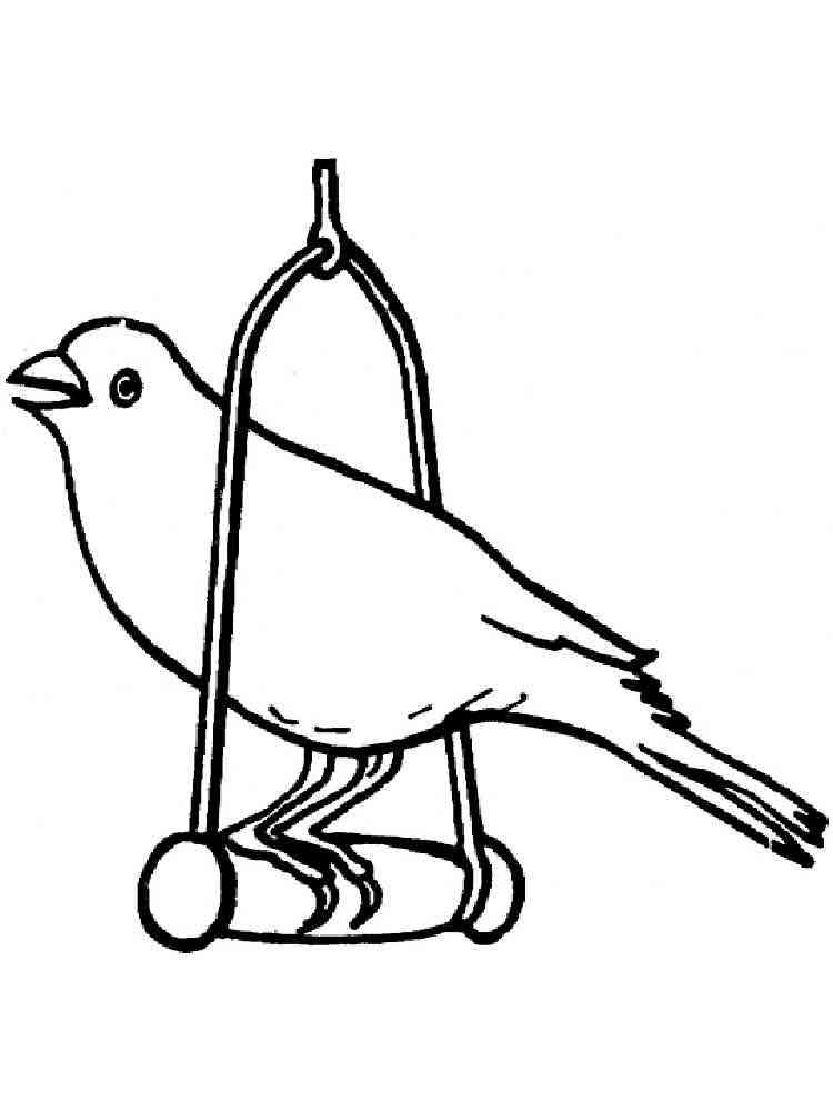 Domestic Canary Bird coloring page