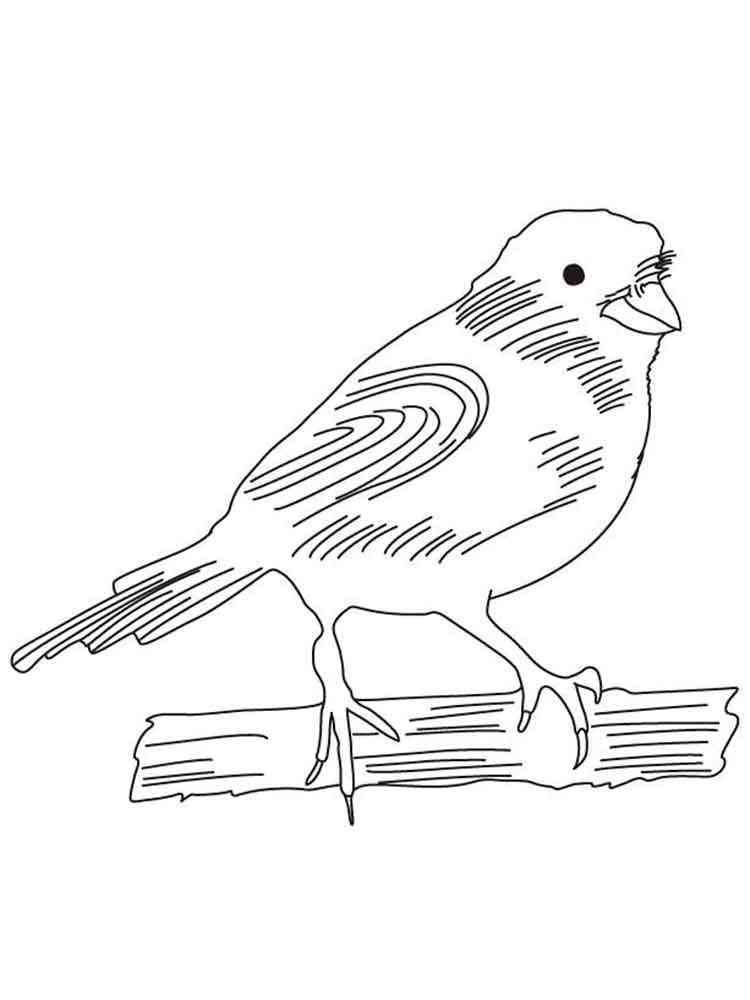 Common Canary coloring page