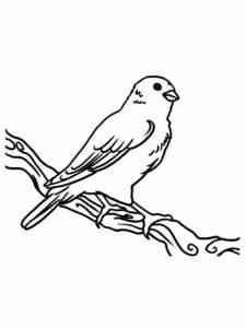 Canary 12 coloring page