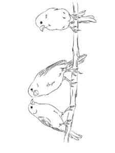 Three Canaries On Branch coloring page