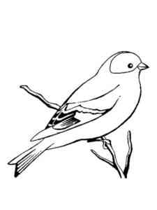 Atlantic Canary coloring page