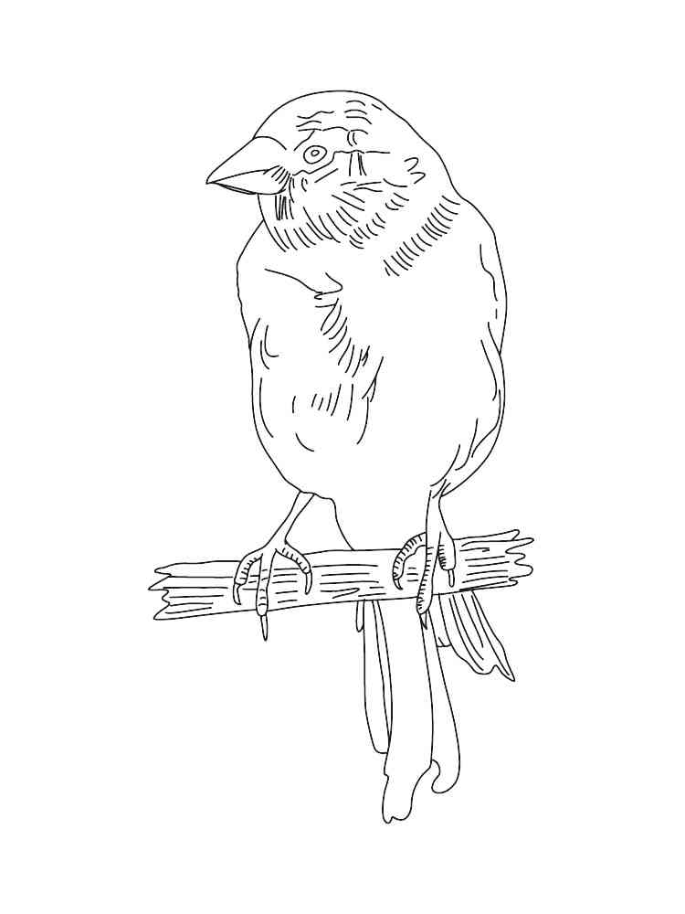 Canary Bird coloring page