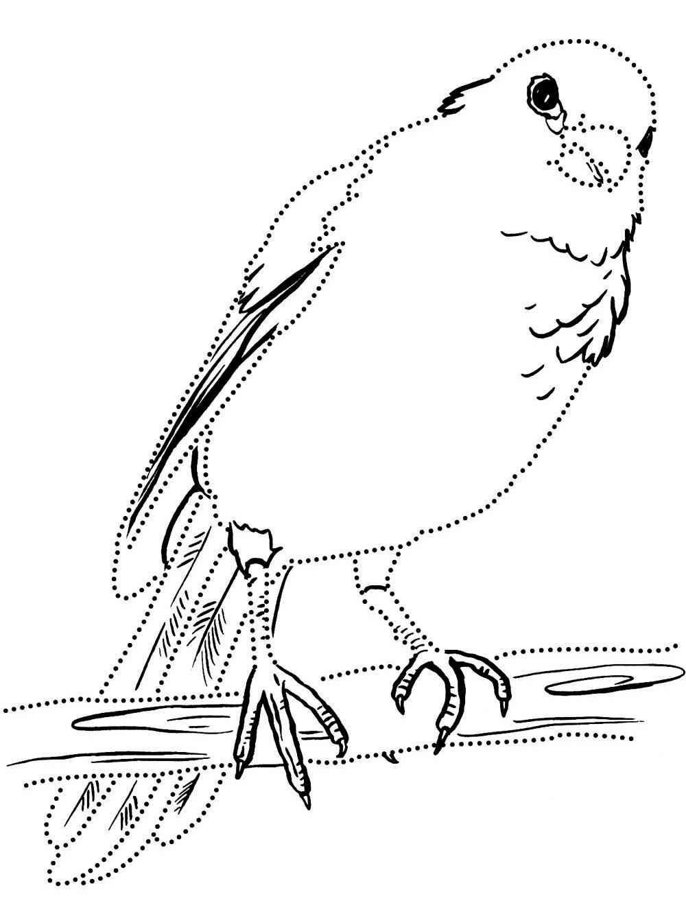 Realistic Canary coloring page