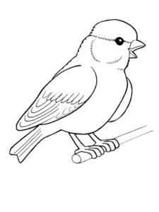 Canary 23 coloring page