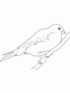 Canary On Branch coloring page