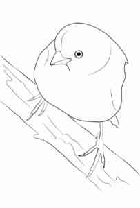 Simple Yellow Canary coloring page