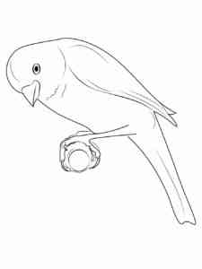 Canary 4 coloring page