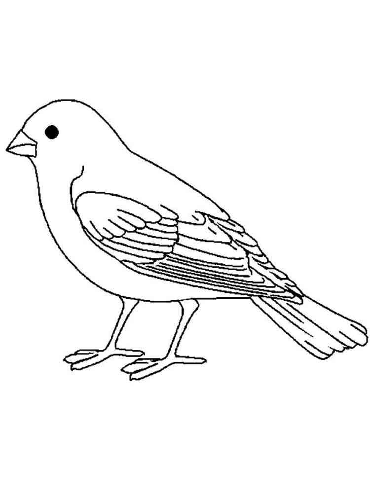 Easy Canary Bird coloring page