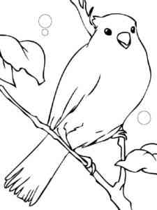 Beauty Canary coloring page