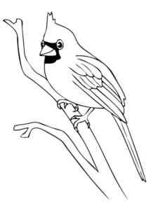 Cardinal on a tree coloring page