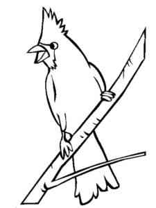 Cardinal on a branch coloring page