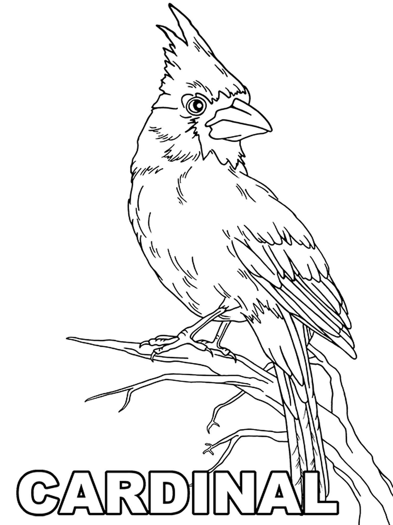 Realistic Cardinal coloring page