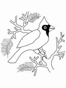 Cardinal on a tree branch coloring page