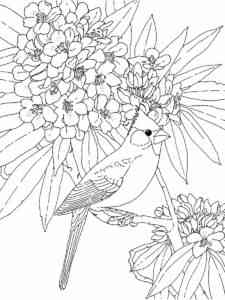 Cardinal and Flowers coloring page