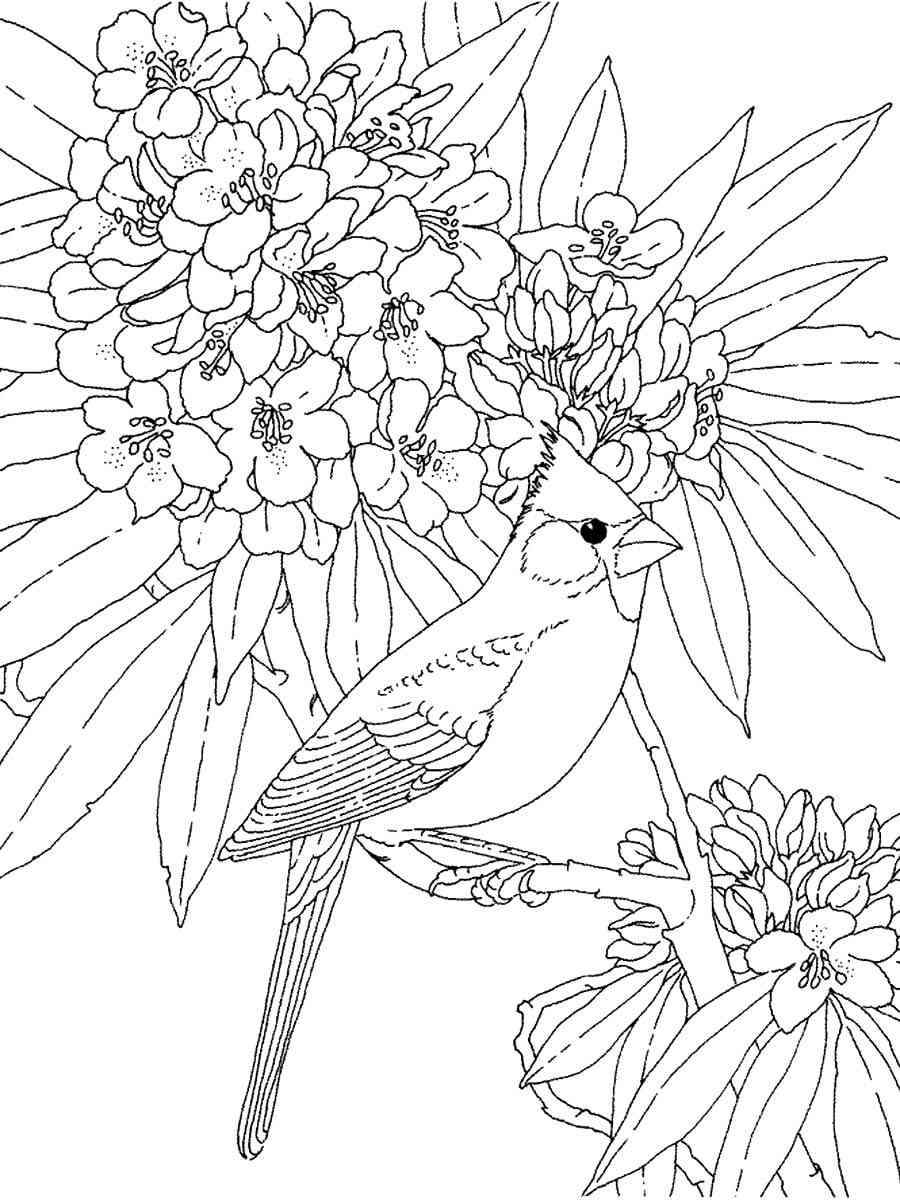 Cardinal and Flowers coloring page