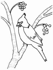 Red-crested cardinal coloring page