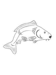 Freshwater Carp coloring page