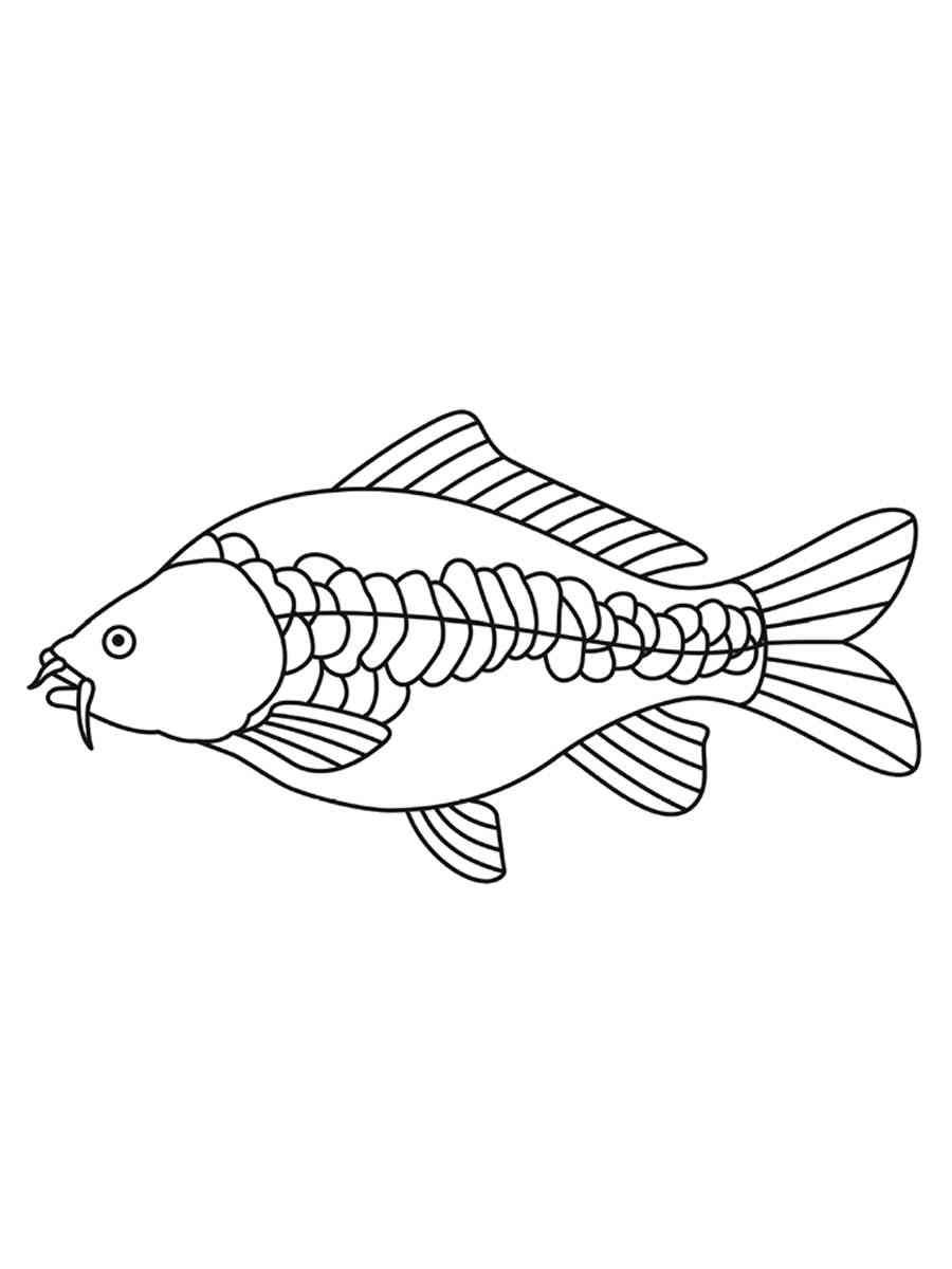 Carp fish coloring page