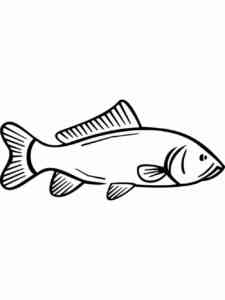 Easy Carp coloring page