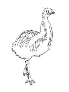 Dwarf Cassowary coloring page