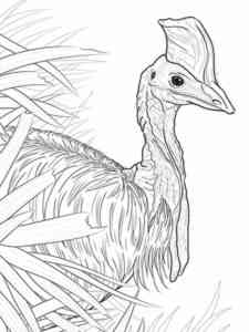 Cassowary Bird coloring page