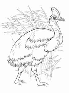 Realistic Cassowary coloring page