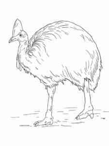 Cassowary walk coloring page