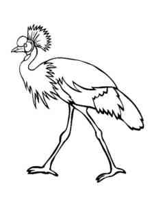 Funny Cassowary coloring page