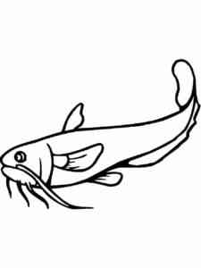 Common Catfish coloring page