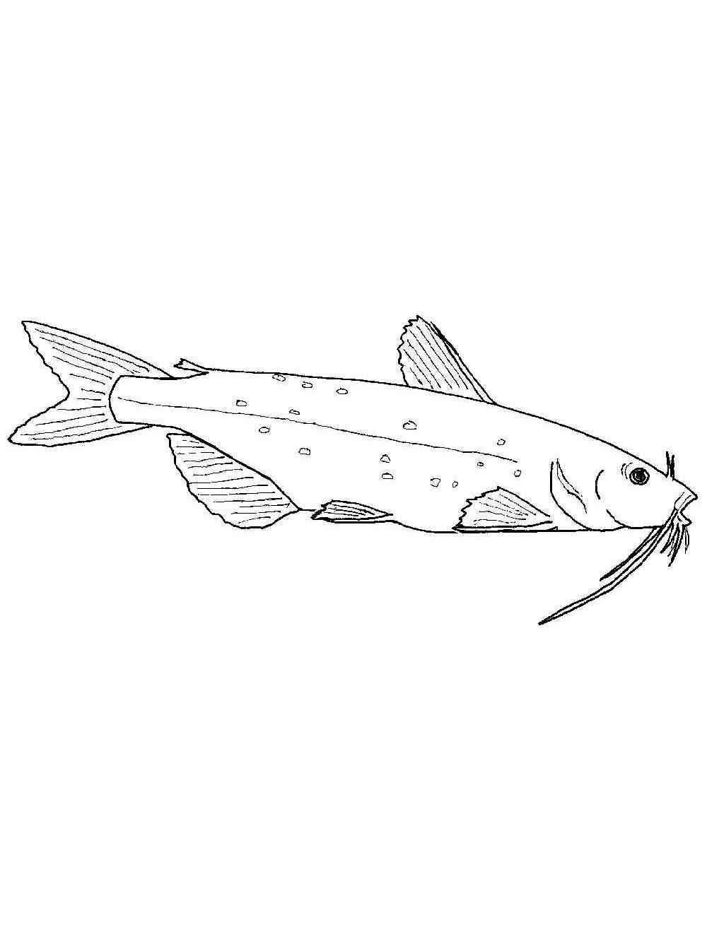 Realistic Catfish coloring page