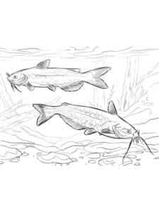 Two Catfish coloring page
