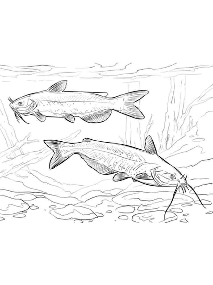Catfish 3 coloring page