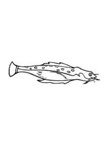 Catfish 5 coloring page