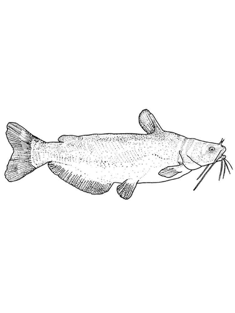 Catfish 9 coloring page