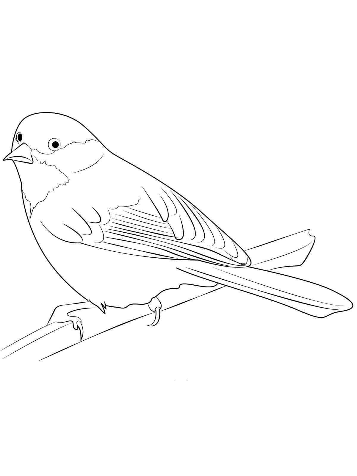 Real Chickadee coloring page