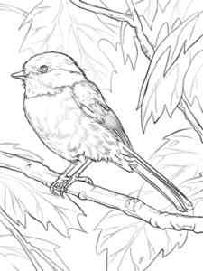 Realistic Chickadee on a branch coloring page