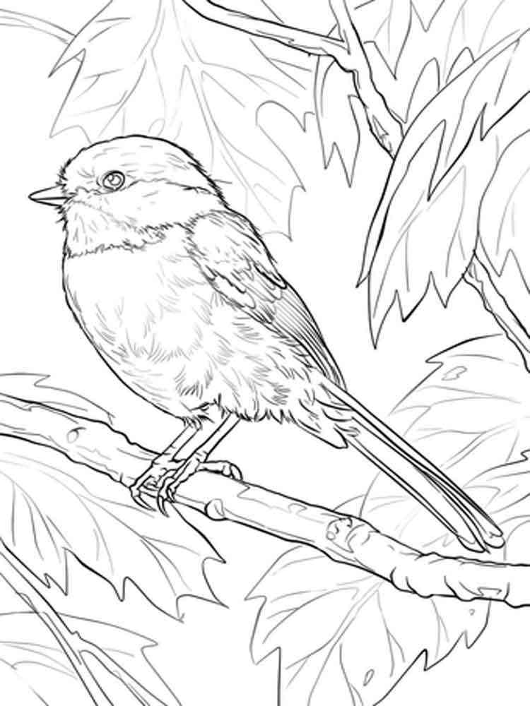 Realistic Chickadee on a branch coloring page