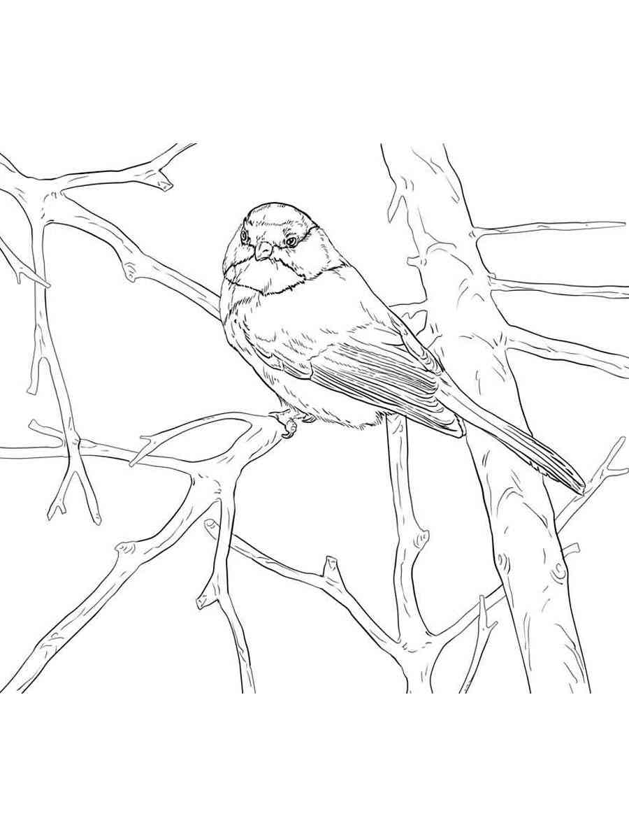 Realistic Chickadee coloring page