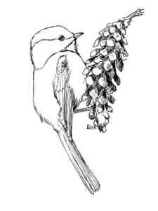 Chickadee sits on a pine cone coloring page