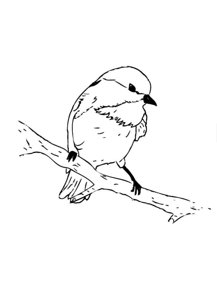 Chickadee on a branch coloring page