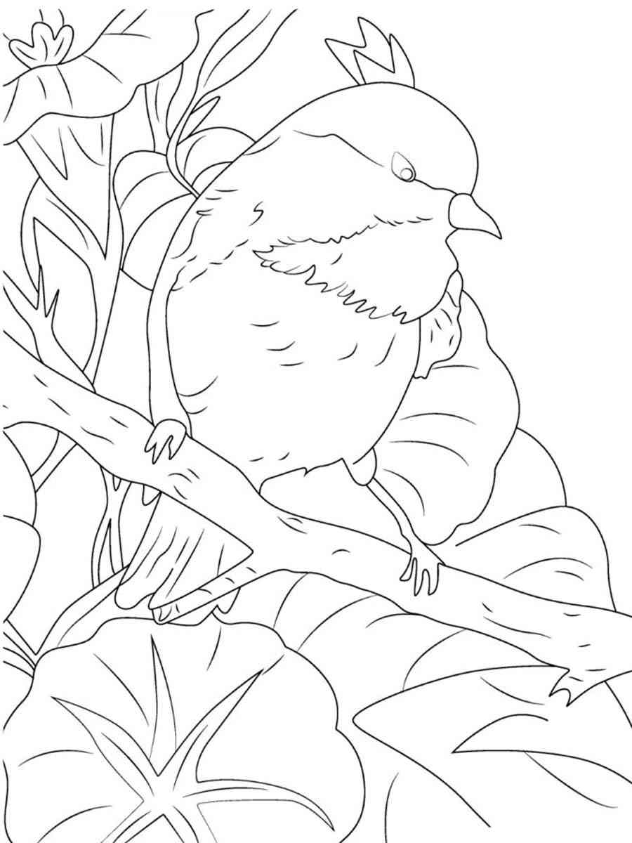 Bird Chickadee coloring page