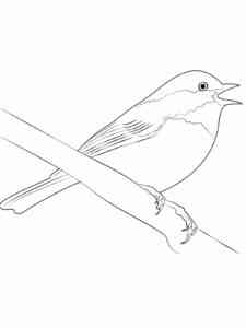 Chickadee sings coloring page