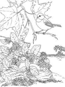 Chickadee on a tree coloring page