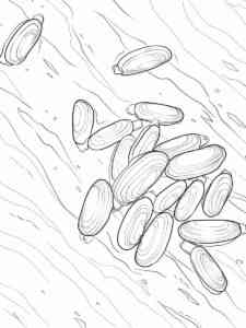 Realistic Clam coloring page